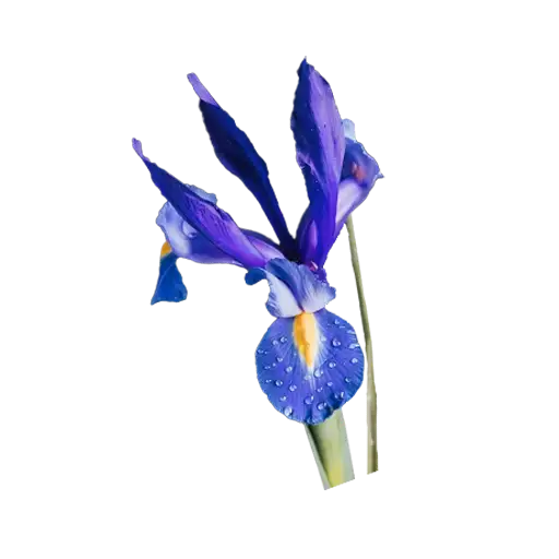 イリス